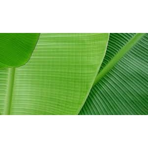 Lá Chuối Tươi Khô Giá Rẻ Chất Lượng 1 kg