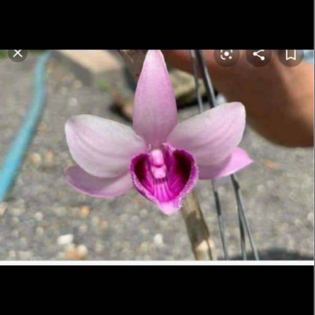 Hoa phong lan - giả hạc nù 68