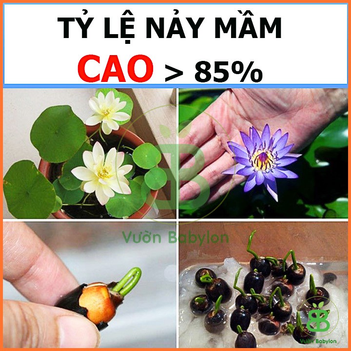 Hạt Giống Sen Mini Mix Nhiều Màu Tỷ Lệ Nảy Mầm Cao