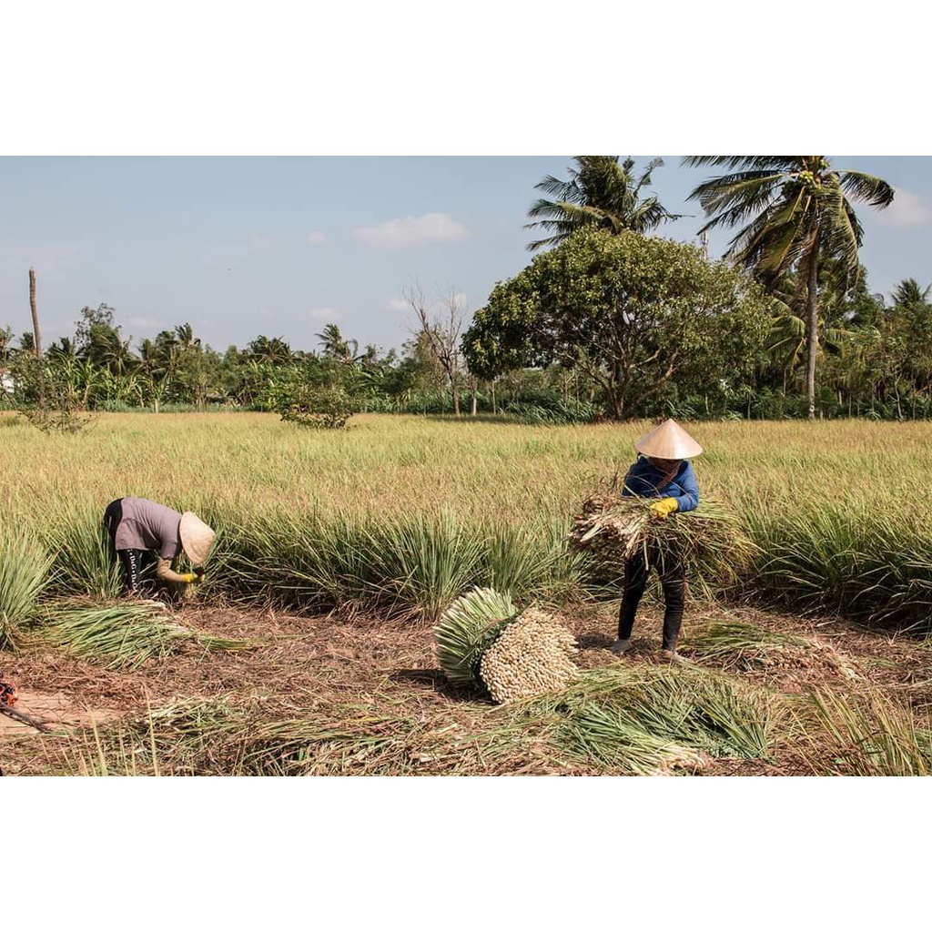 Tinh dầu sả chanh nguyên chất từ thiên nhiên