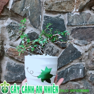 Chậu cây linh sam núi