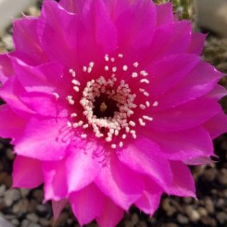 Xương rồng Lobivia