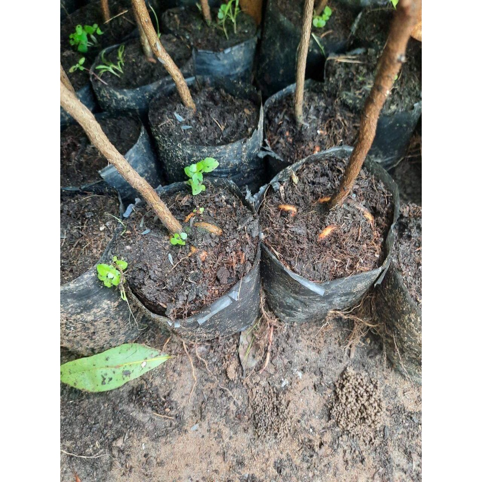 1 cây mai vàng quấn rễ