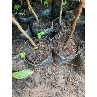 1 cây mai vàng quấn rễ (cao 50cm)