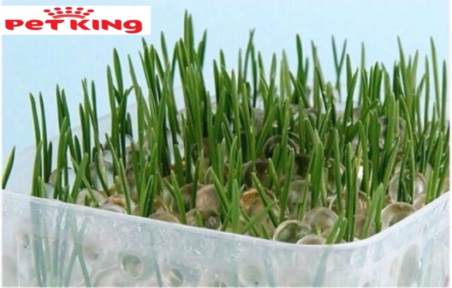 Bộ Trồng Nhanh Cỏ Mèo bằng đất hữu cơ