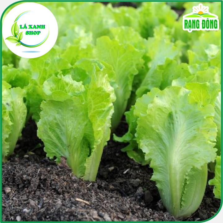 Hạt giống Xà Lách Vàng Cao Sản (Xà Lách Dún) Trồng Quang Năm, Kháng Bệnh Tốt (gói 10 gram) - Hạt giống Rạng Đông