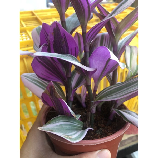 Cây Thài Lài Hồng 🌸  Xuất Xứ Đà Lạt, Lỗi 1 Đổi 1