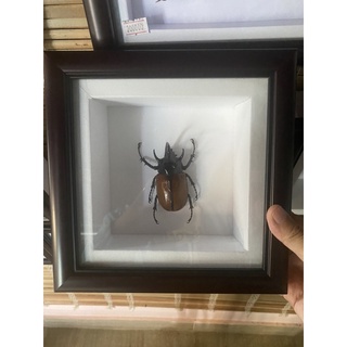 Bọ cánh cứng số lượng có hạn