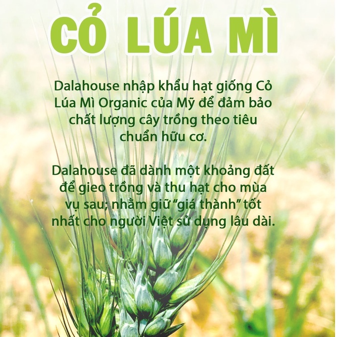 Bột cỏ lúa mì hữu cơ Dalahouse nguyên chất sấy lạnh Hộp 60gr  - Tốt cho tim mạch, đạt chuẩn Châu Âu