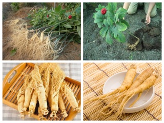 Hạt giống Sâm Hàn Quốc