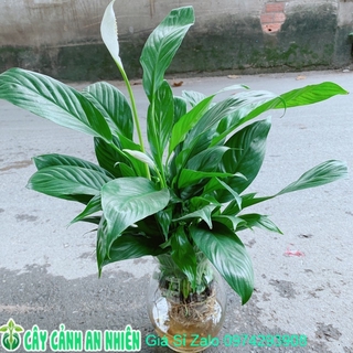 Chậu Lan Ý Thuỷ Sinh
