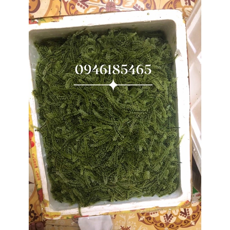 RONG NHO BIỂN TƯƠI ( ĐÓNG TÚI 1 KG) | BigBuy360 - bigbuy360.vn