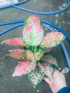 CÂY VẠN LỘC