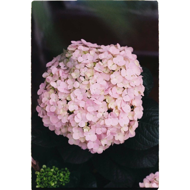 - Film 135  giá rẻ, 24 kiểu, hàng US