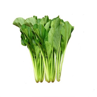 Hạt giống rau cải ngọt dễ nảy mầm