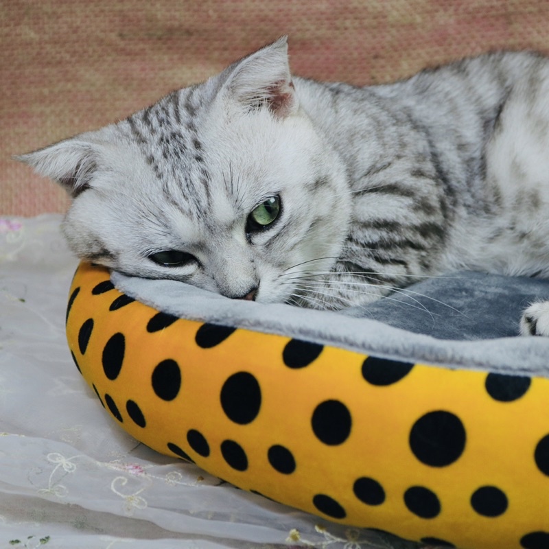Nệm ngủ cho mèo dễ thương