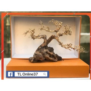 Bonsai mini bể cá để bàn D28xC19