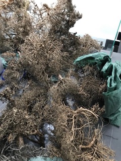 Lũa Xương Chùm 100g/35k 1kg