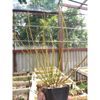 Gọng Vó Drosera Fili Cây Bắt Mồi, Cây Ăn Thịt Bẩy Keo Chuyên Bắt Ruồi Muổi Và Kiến