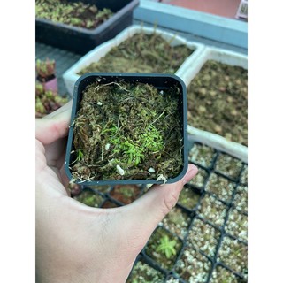 cỏ giấy graminifolia