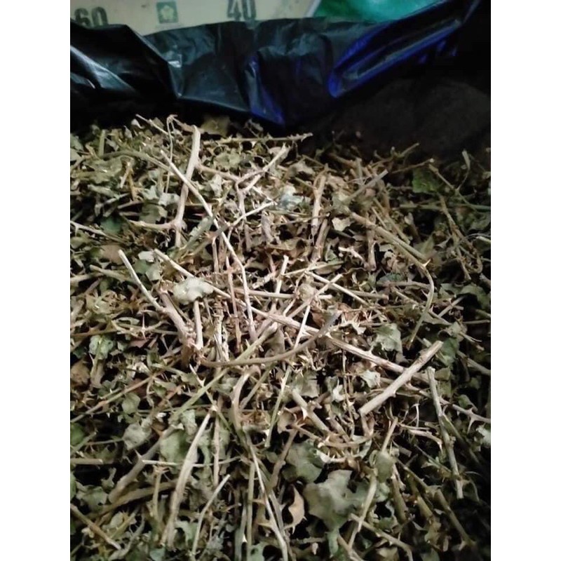 Cà gai leo chữa viêm gan- giải độc gan 1kg | BigBuy360 - bigbuy360.vn