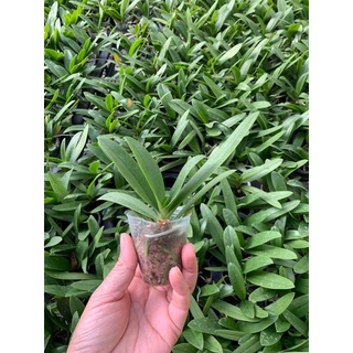 lan hồ điệp màu blue