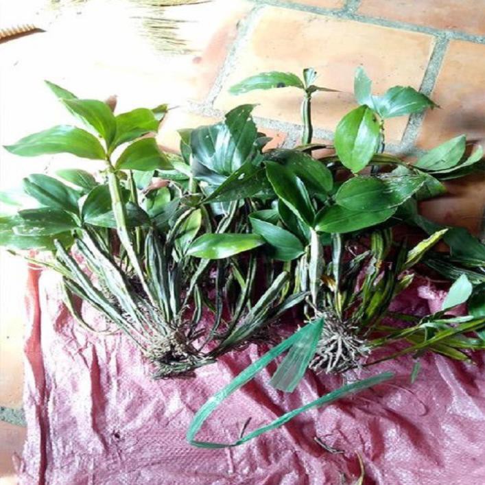 Sản Phẩm Hoa lan kiều tím- kiều thuỷ tiên