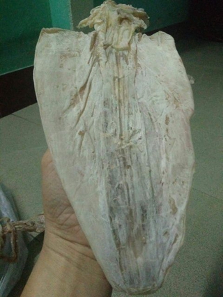 Mực khô cô tô _ vân đồn _ quảng ninh