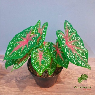Củ cây Caladium Heart's Delight.[ Red Star]