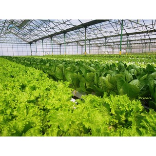 Dung dịch thủy canh Bio Life - 1 lít