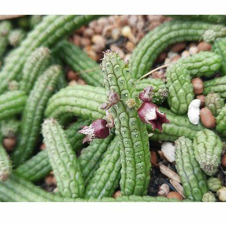 Xương rồng sao biển hoa trái lựu