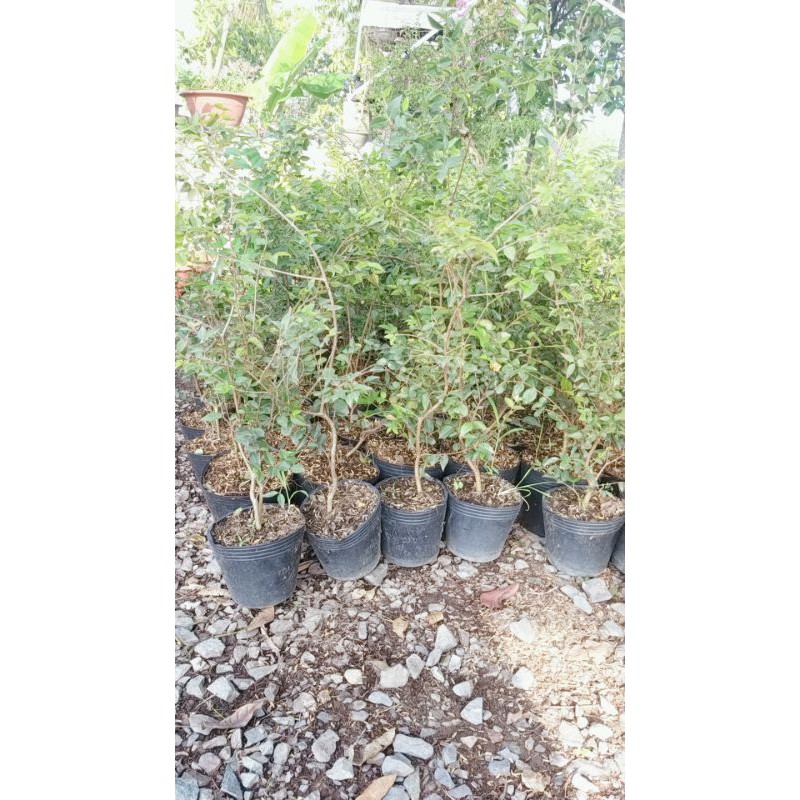 NHO THÂN GỖ TỨ QUÝ  CHO TRÁI QUANH NĂM