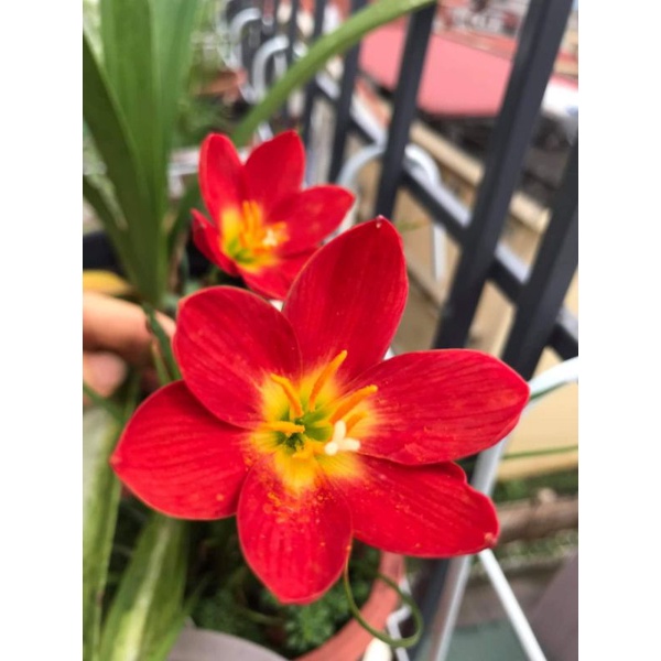 Củ huệ mưa ngoại Đỏ Pos