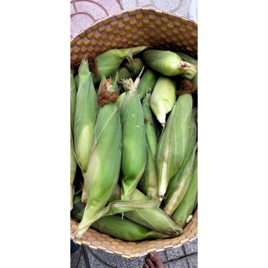 Bắp nếp vườn em