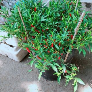 Cây 🌲 Ớt Hiểm....cay khủng đang trái