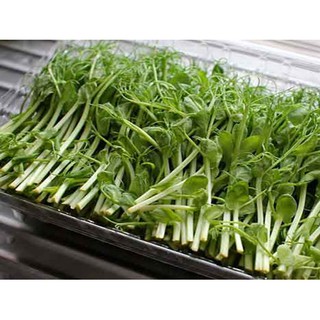 Hạt giống mâm đậu hà lan 1Kg- Rau củ quả trồng tại vườn, sân thượng, nông trang, ban công