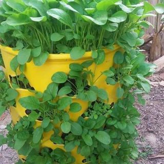 Hạt Giống Rau Cải Ngọt( gói 20gram)