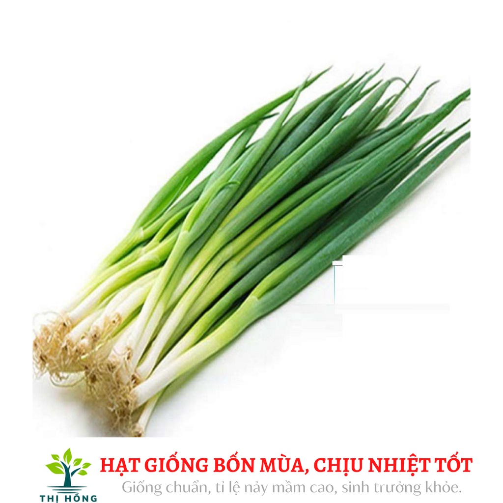 Hạt giống hành hương Kinh Bắc 2g (thân xanh, lá nhỏ, mùi thơm)