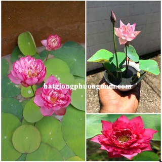 5 Hạt giống Sen Nhật mini
