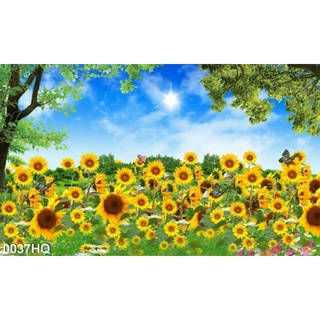 Tranh dán tường hoa hướng dương ngang 150cm cao 140cm