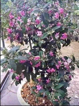 5 cây sim ăn quả