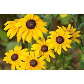 Gói 200 hạt giống hoa cúc tâm đen (susan- rudbeckia)