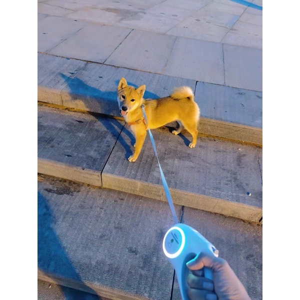 Dây Dắt Cún Đi Dạo PETKIT Có Thể Thu Lại Linh Hoạt 4.5M Với Đèn LED Sạc Được Chiếu Sáng Ban Đêm
