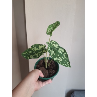 Chậu cây Alocasia Hilo Beauty
