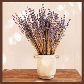 LAVENDER🌸20 Cành Hoa Oải Hương Khô