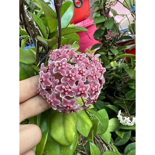 Lan Cẩm cù cây lớn sắp hoa