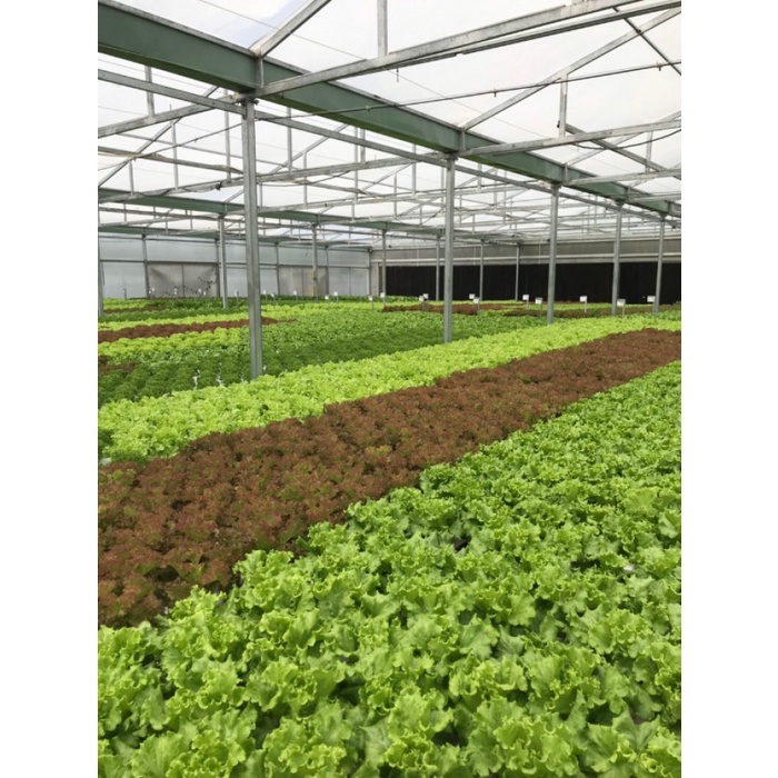 Hạt Giống Xà Lách Sồi Xanh Okaleaf 1gr