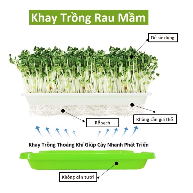 1 khay trồng rau mầm thủy canh