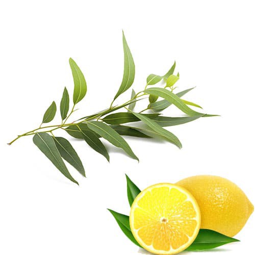 Tinh dầu Bạch Đàn Chanh – Nguyên chất – Lemon Eucaylyplus essential oil