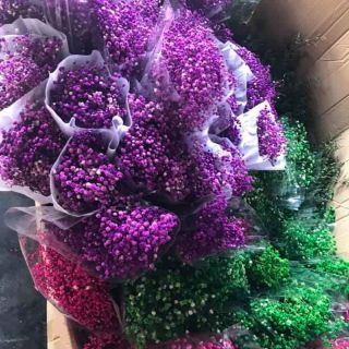 ♥ Hoa baby breath tím mộng mơ- hoa khô vĩnh cửu♥
